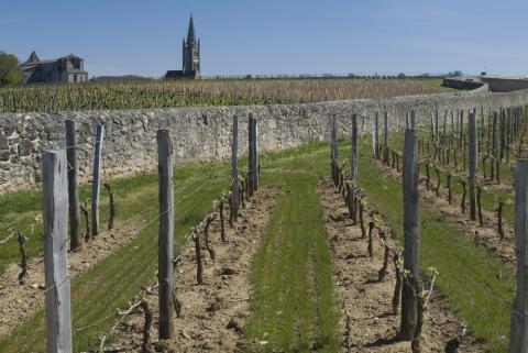 Up on the plateau of St.Emilion where limestone rules